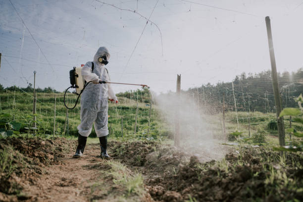 Best Local Pest Control Services  in North Fork, AZ