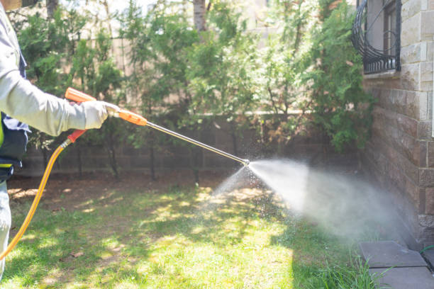 Best Wasp Removal Services  in North Fork, AZ