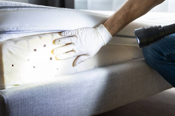 Best Pest Prevention Services  in North Fork, AZ